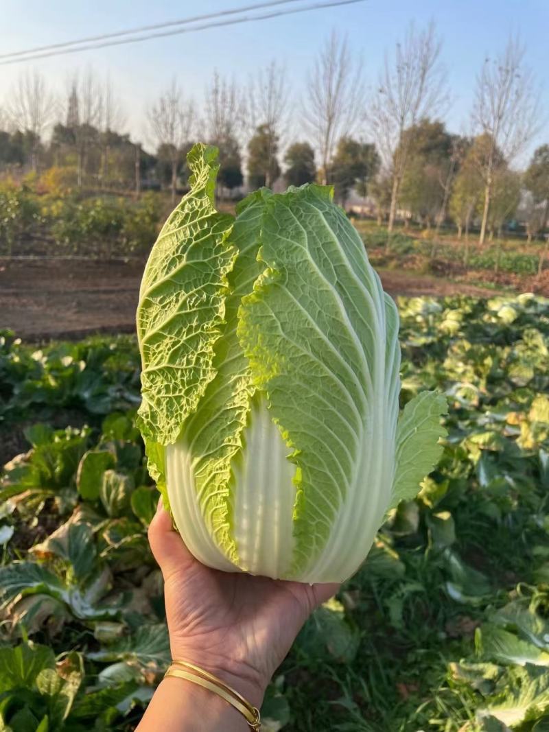 湖北黄心白菜矮棵品质保证，456斤量大价优惠