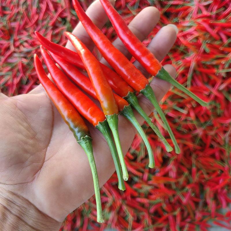 新鲜小米椒红椒一手货源，全国代收代发有质有量