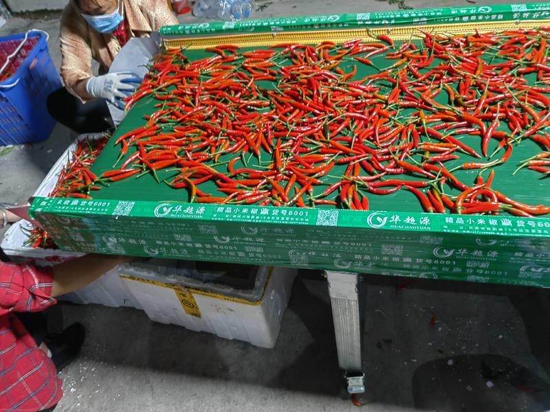 新鲜小米椒红椒一手货源，全国代收代发有质有量