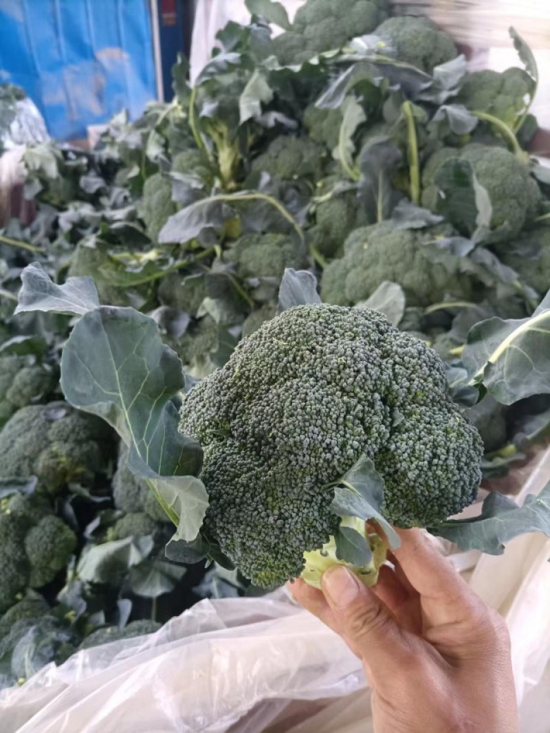 耐寒优秀西兰花，质量好，价格随行就市，欢迎前来选购