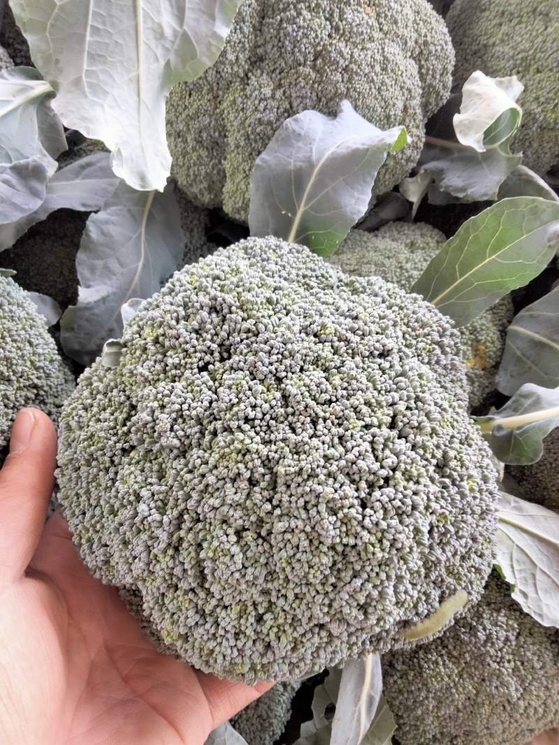 耐寒优秀西兰花，质量好，价格随行就市，欢迎前来选购