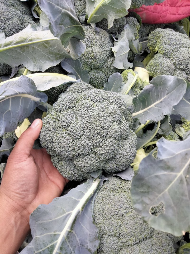 耐寒优秀西兰花，质量好，价格随行就市，欢迎前来选购