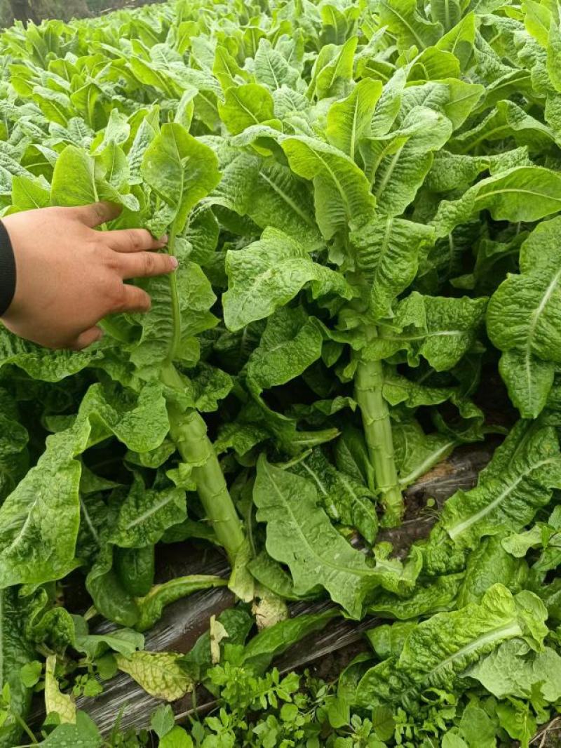 本地莴笋三青莴笋，大量上市，欢迎选购，量大质优。