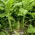 本地莴笋三青莴笋，大量上市，欢迎选购，量大质优。
