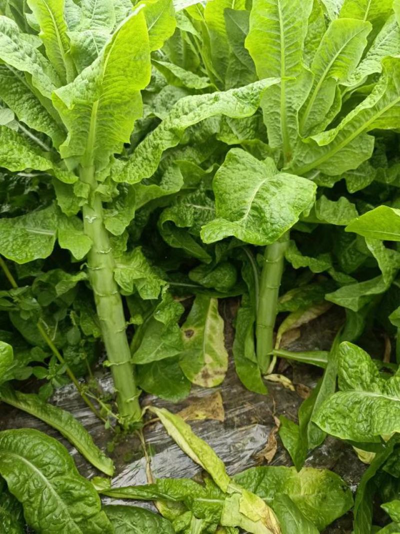 本地莴笋三青莴笋，大量上市，欢迎选购，量大质优。