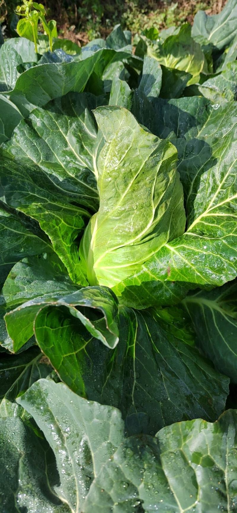 甘蓝牛心菜