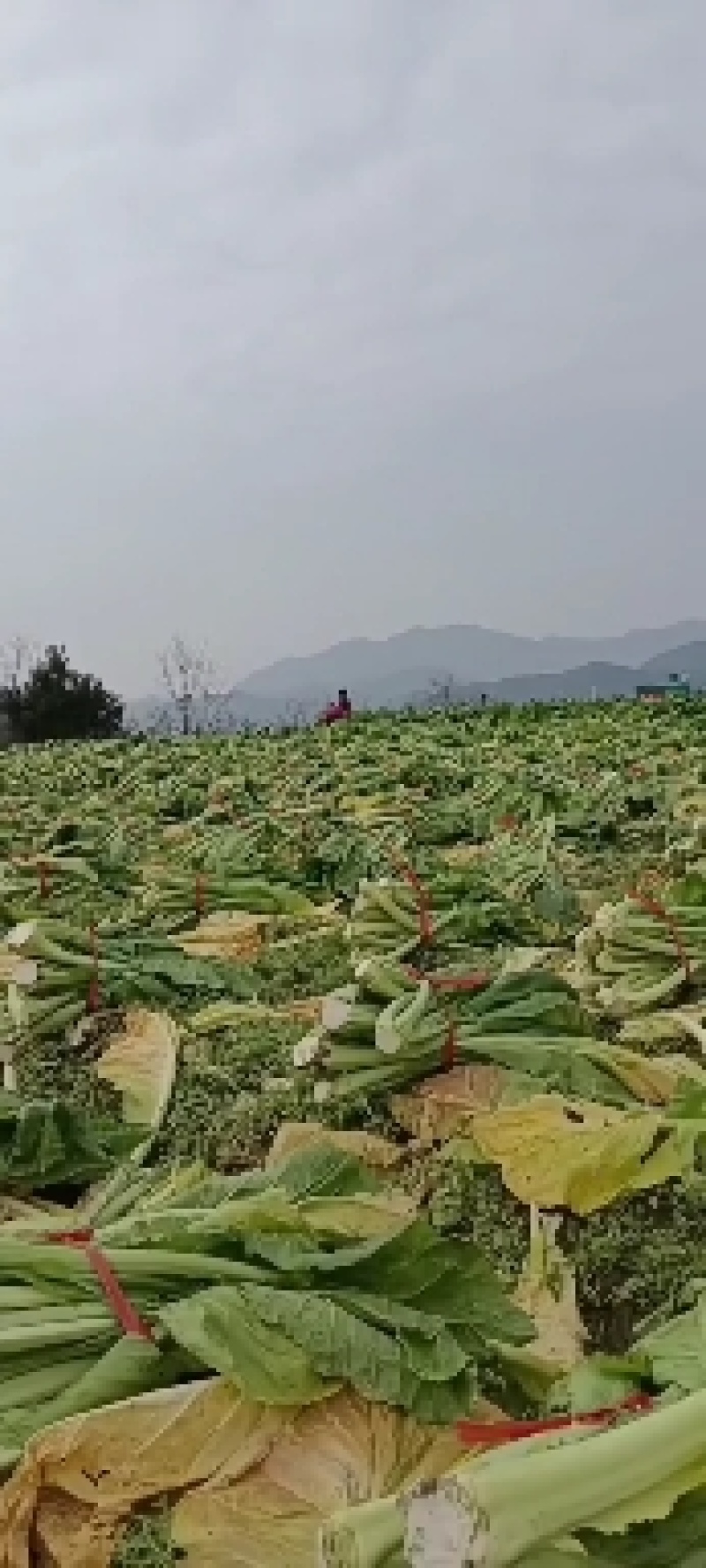 有机芥菜