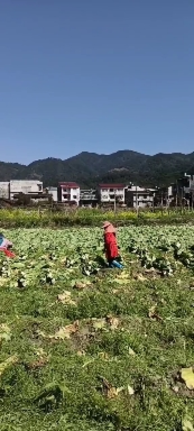 有机芥菜
