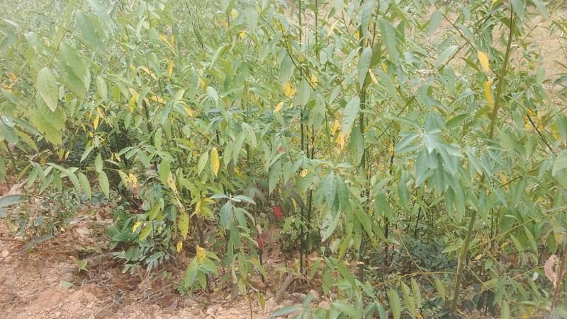 木姜子苗，二代选育苗，根系发达