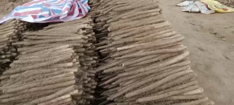 内黄县山药基地嘛山药棒药双棒紫药白皮铁棍大量上市中欢迎各