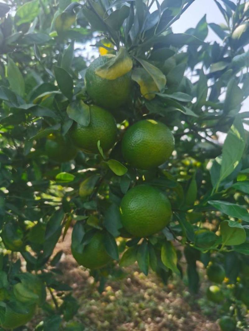 皇帝柑