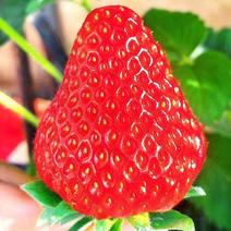 草莓，牛奶草莓，淡雪草莓，白草莓