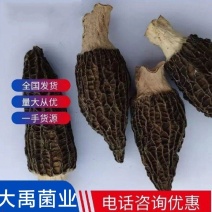 《3》大草原羊肚菌头茬色黑肉厚产地发货一手货源