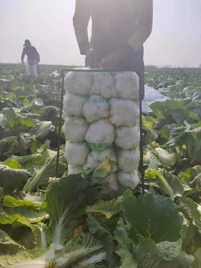 秋喜，湖北蔬菜基地直发，黄心大白菜，质量好，一手货源。