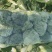 秋喜，湖北蔬菜基地直发，黄心大白菜，质量好，一手货源。