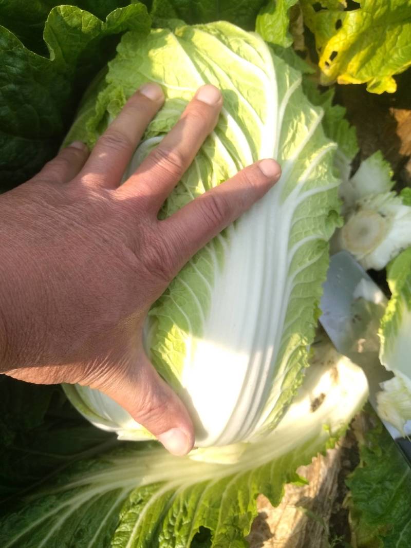 秋喜，湖北蔬菜基地直发，黄心大白菜，质量好，一手货源。