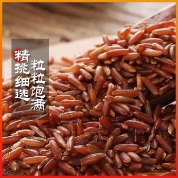 红糙米大量现货保质保量量大从优欢迎选购