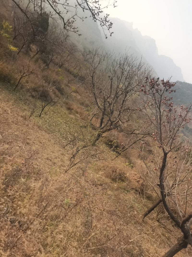河北涉县无核黑枣涉县产地特产可对接批发市场商超