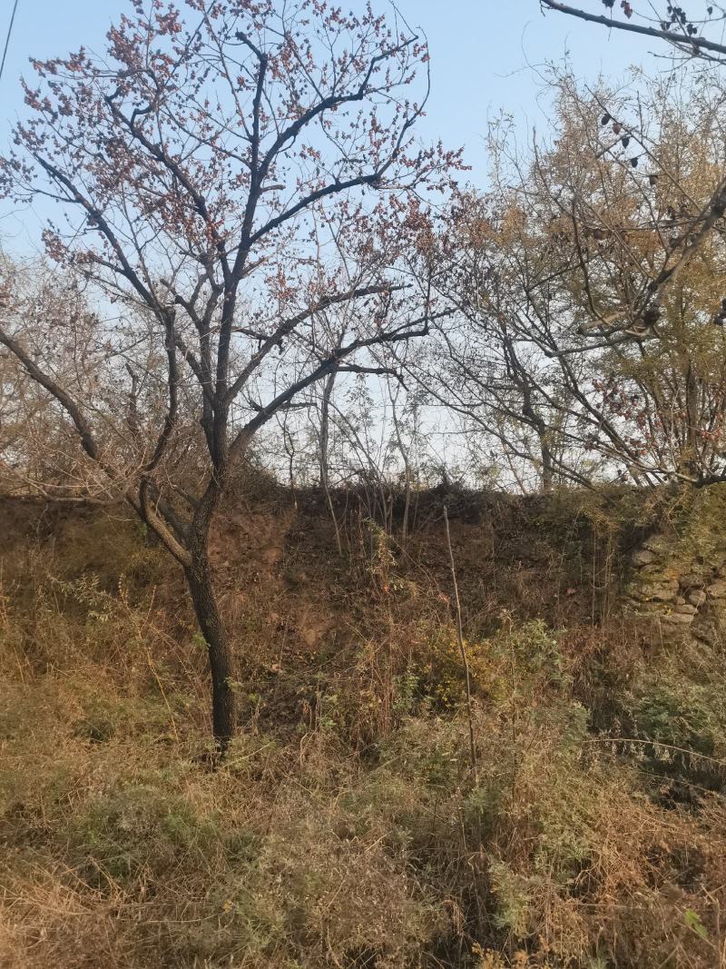 河北涉县无核黑枣涉县产地特产可对接批发市场商超