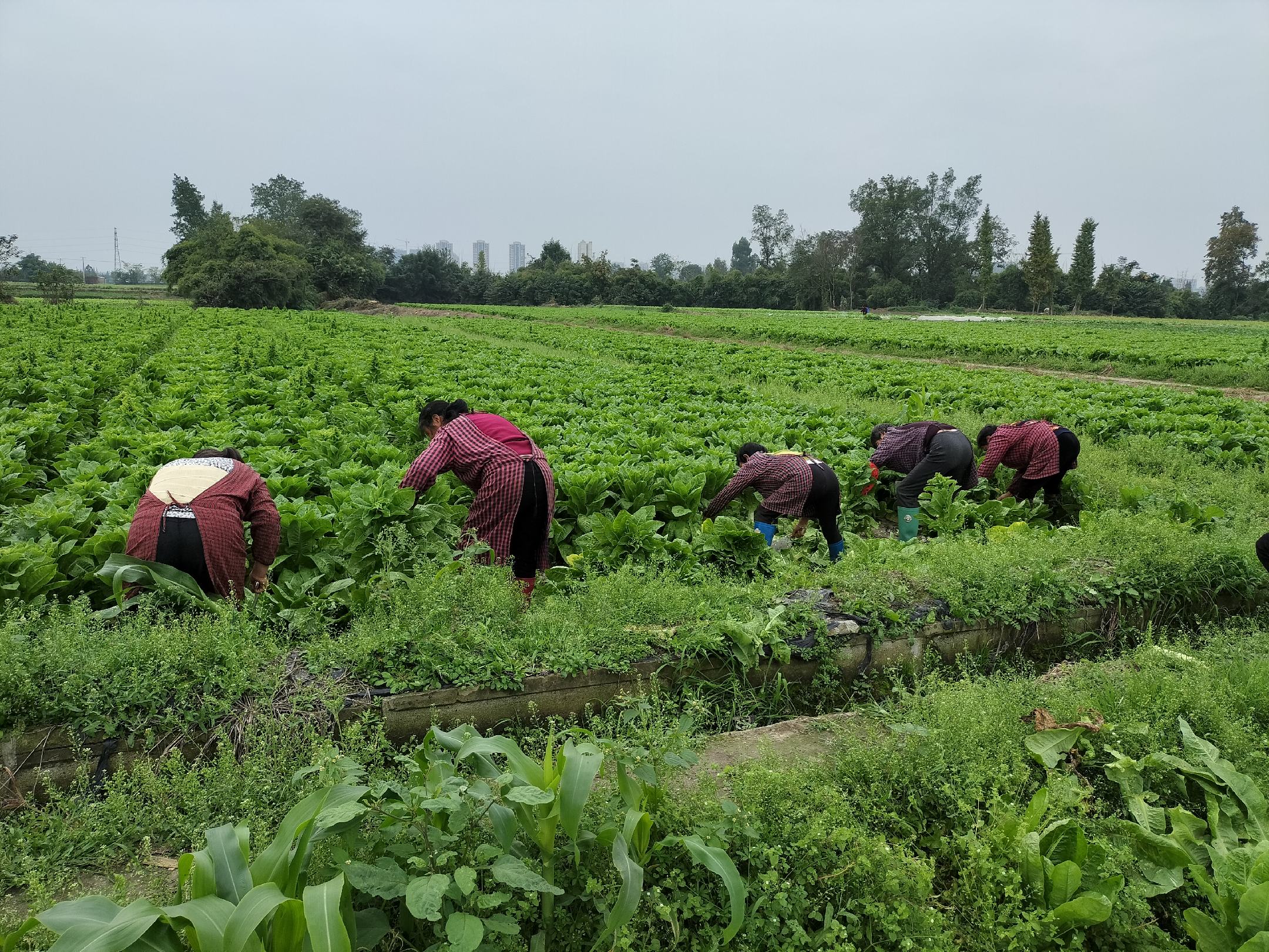 农民正在田间对尖叶莴笋进行人工打叶操作,身穿长袖工作服,戴手套,使用已消毒的小剪刀从基部剪除老叶。背景可见整齐排列的莴笋植株,土壤湿润,有滴灌带铺设 田间打叶操作实景图
