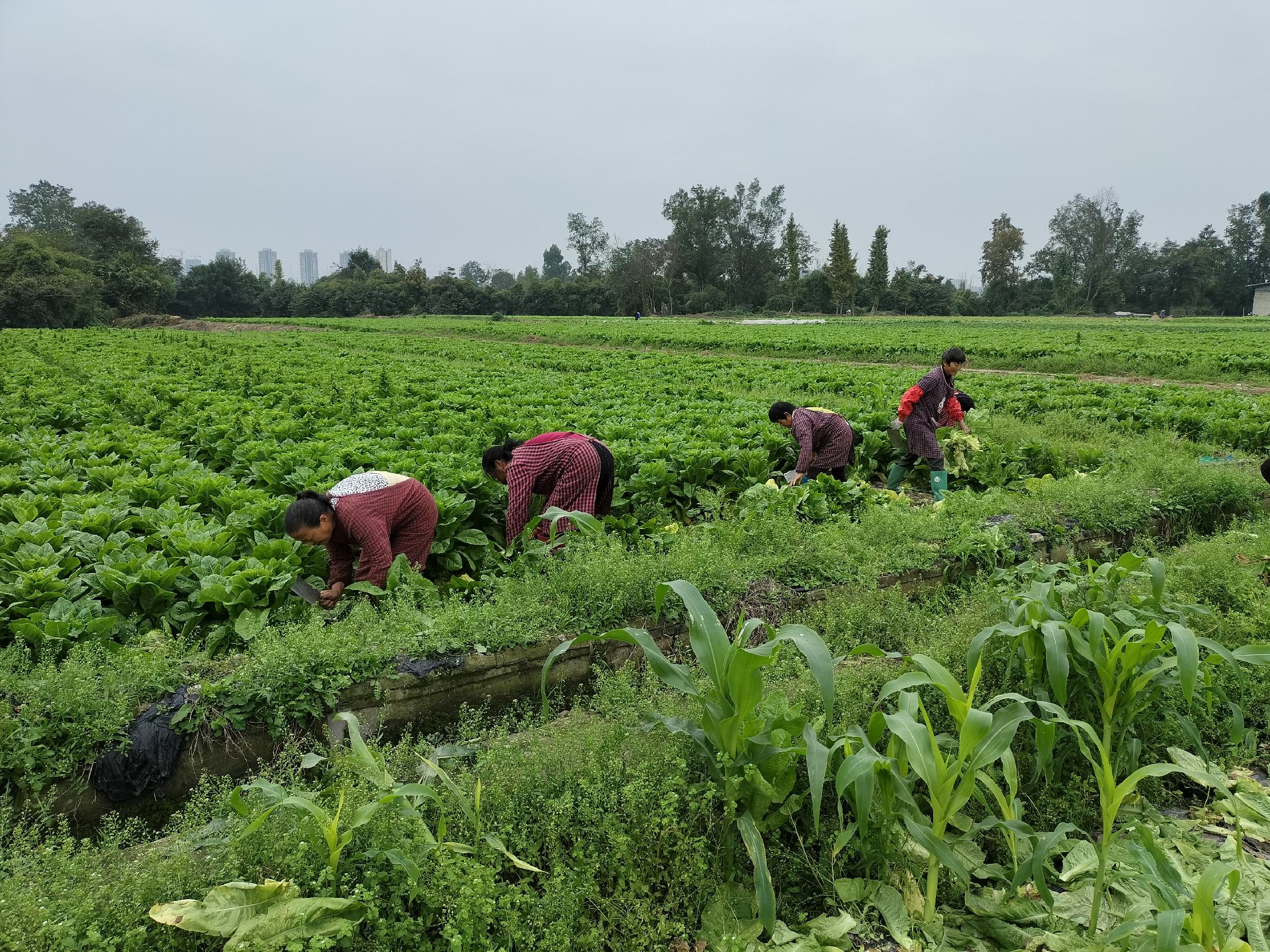 展示青尖叶莴笋在田间整齐排列、健康生长的状态 青尖叶莴笋在田间生长实景图