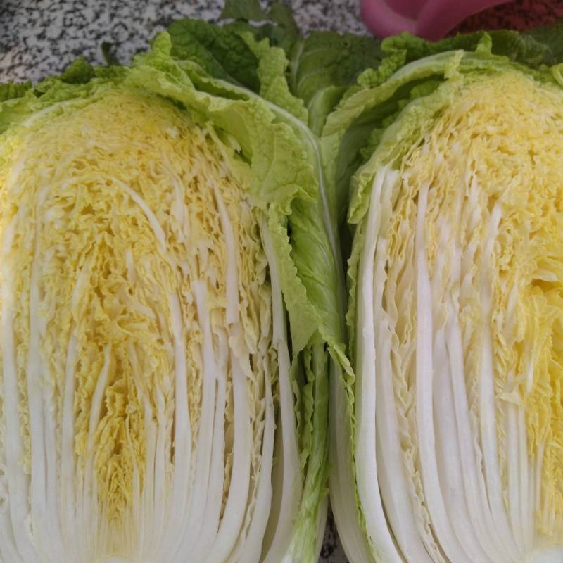秋喜，湖北蔬菜基地直发，黄心大白菜，质量好，一手货源。