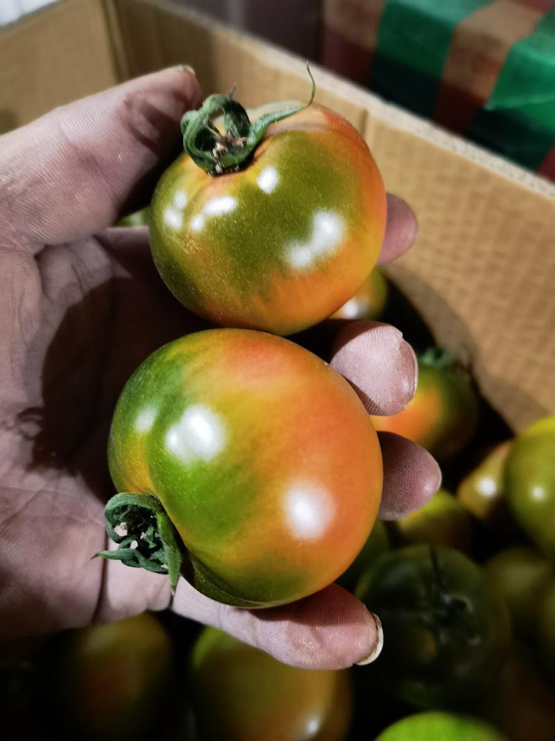 东北草莓西红柿/碱地柿子/铁皮柿子/口感番茄大量上市