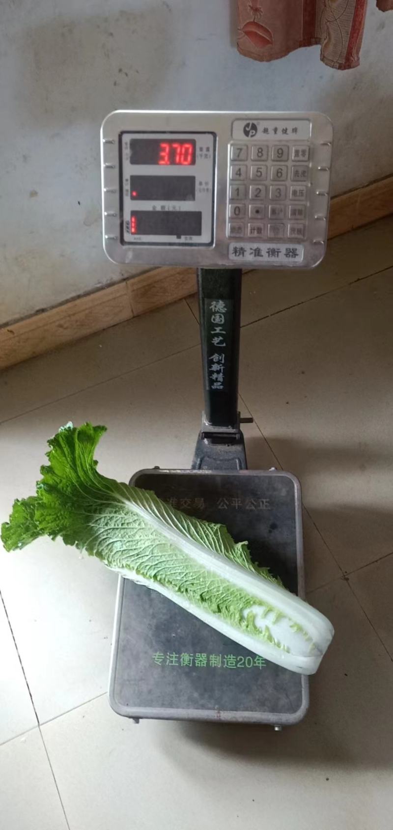 广西竹筒白菜白菜4~6斤产地直发可视频看货