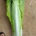 广西竹筒白菜白菜4~6斤产地直发可视频看货