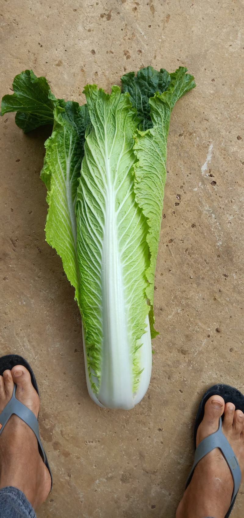 广西竹筒白菜白菜4~6斤产地直发可视频看货