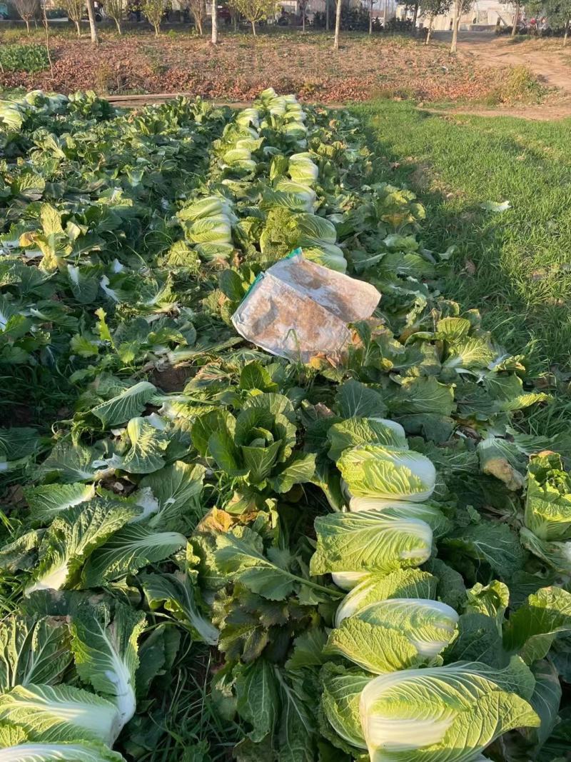 湖北黄心白菜矮棵品质保证，456斤量大价优惠