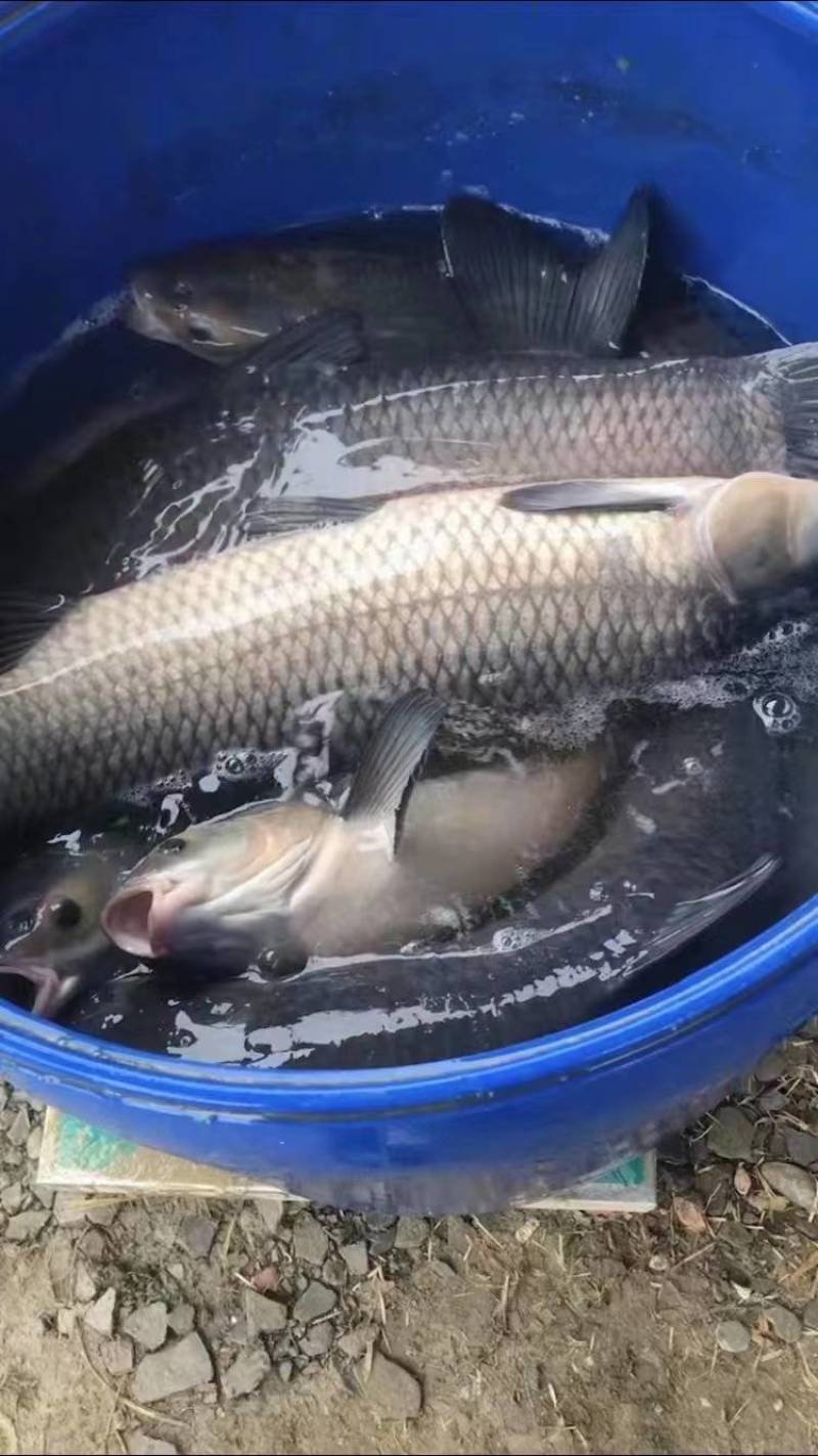 精品鲤鱼质量保证基地批发价规格齐全现货直发对接全国