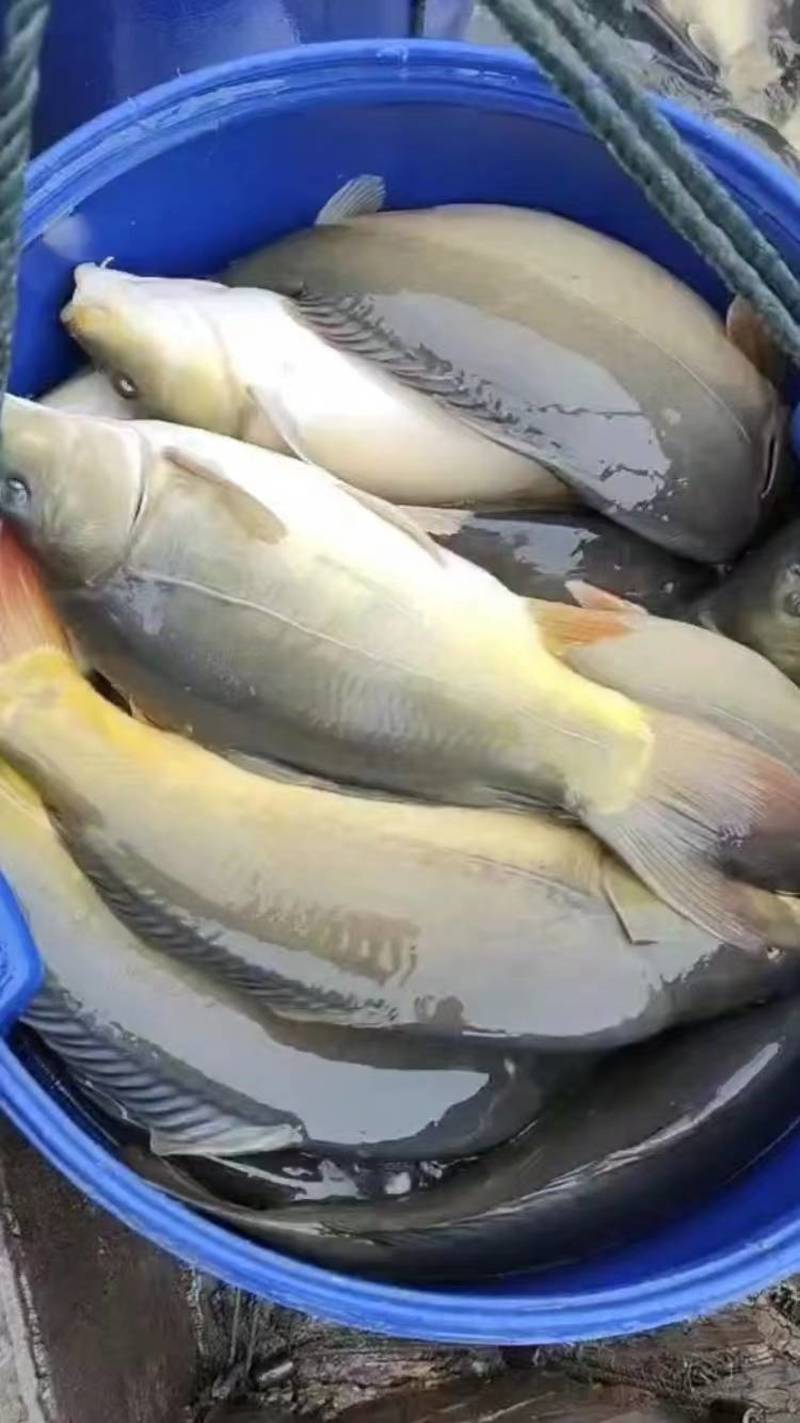 精品鲤鱼质量保证基地批发价规格齐全现货直发对接全国