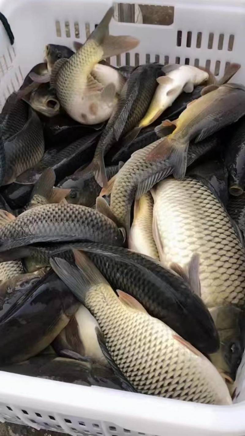 精品鲤鱼质量保证基地批发价规格齐全现货直发对接全国