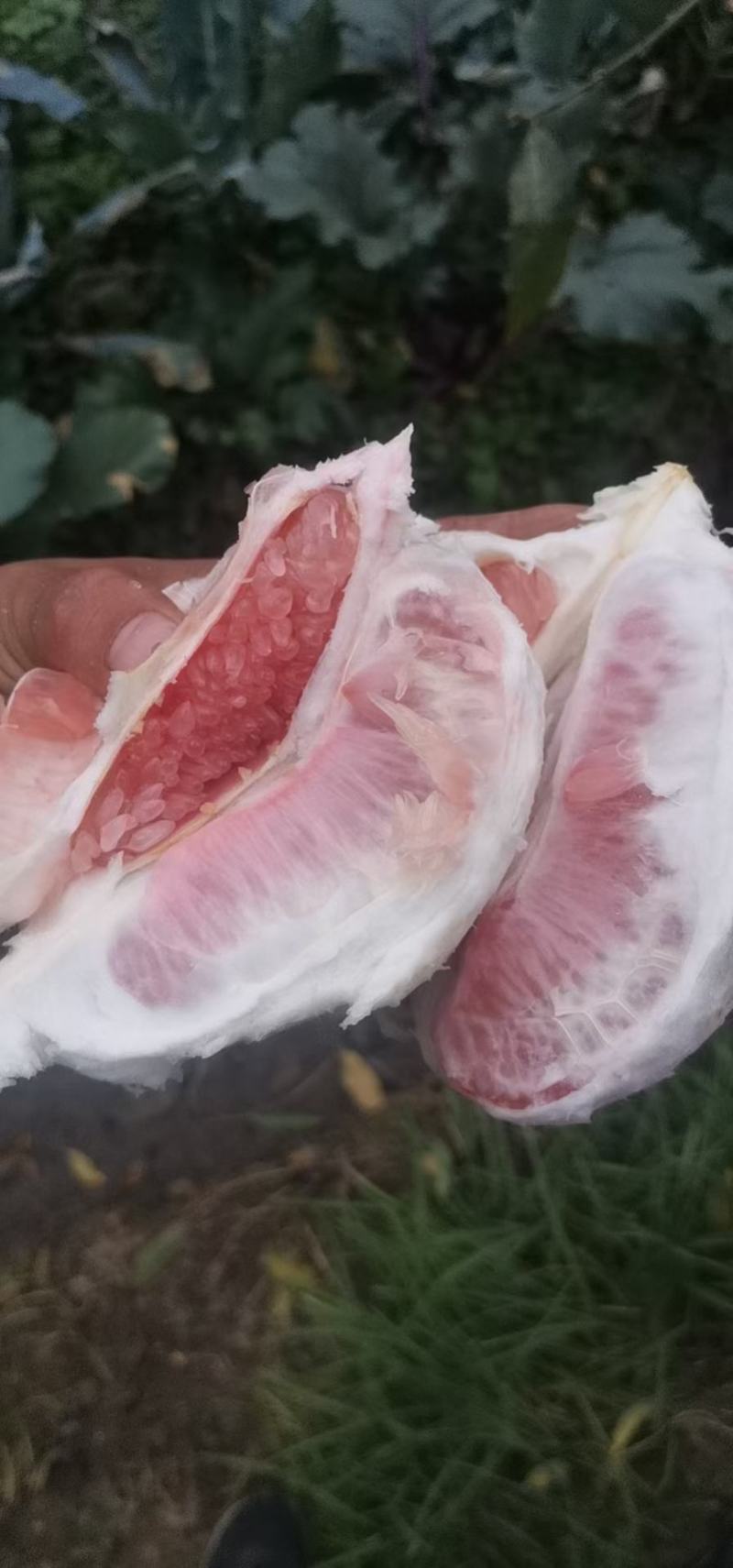三红柚