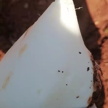 里庄地瓜香脆可口，都是现挖的，保证脆脆的