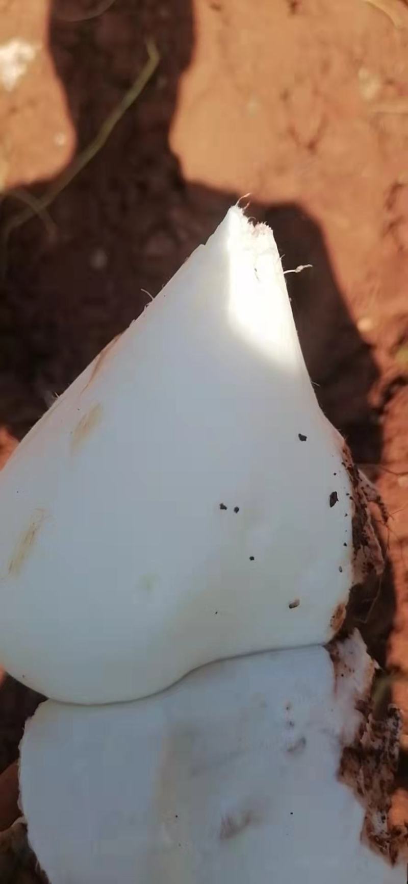 里庄地瓜香脆可口，都是现挖的，保证脆脆的