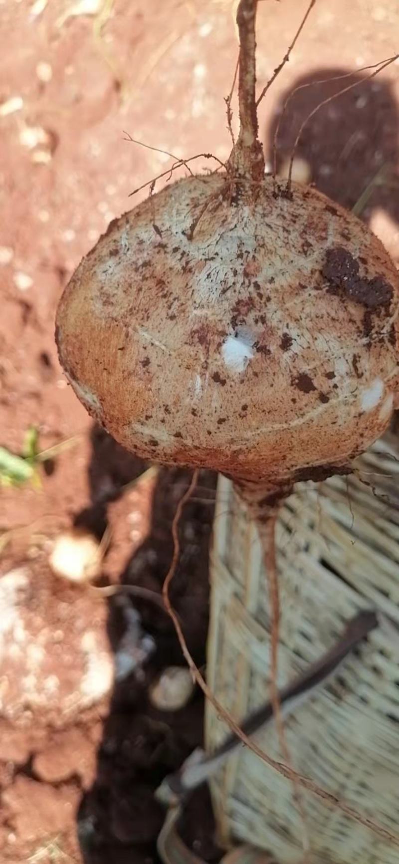 里庄地瓜香脆可口，都是现挖的，保证脆脆的