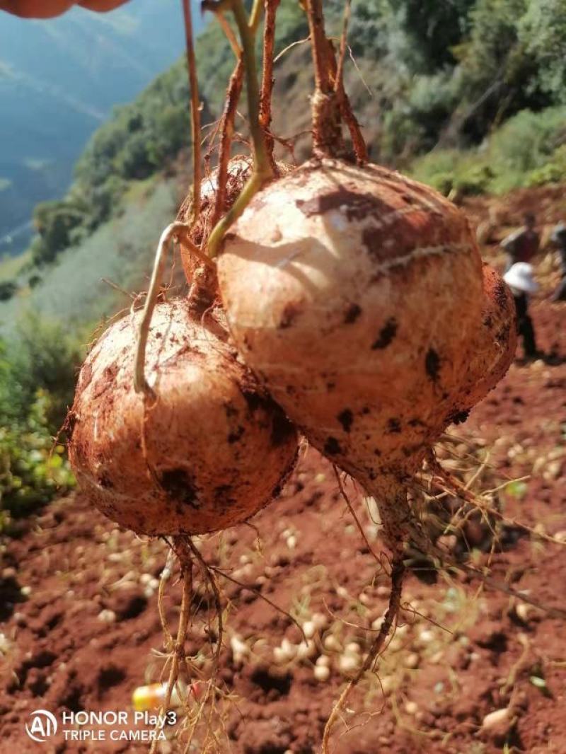 里庄地瓜香脆可口，都是现挖的，保证脆脆的