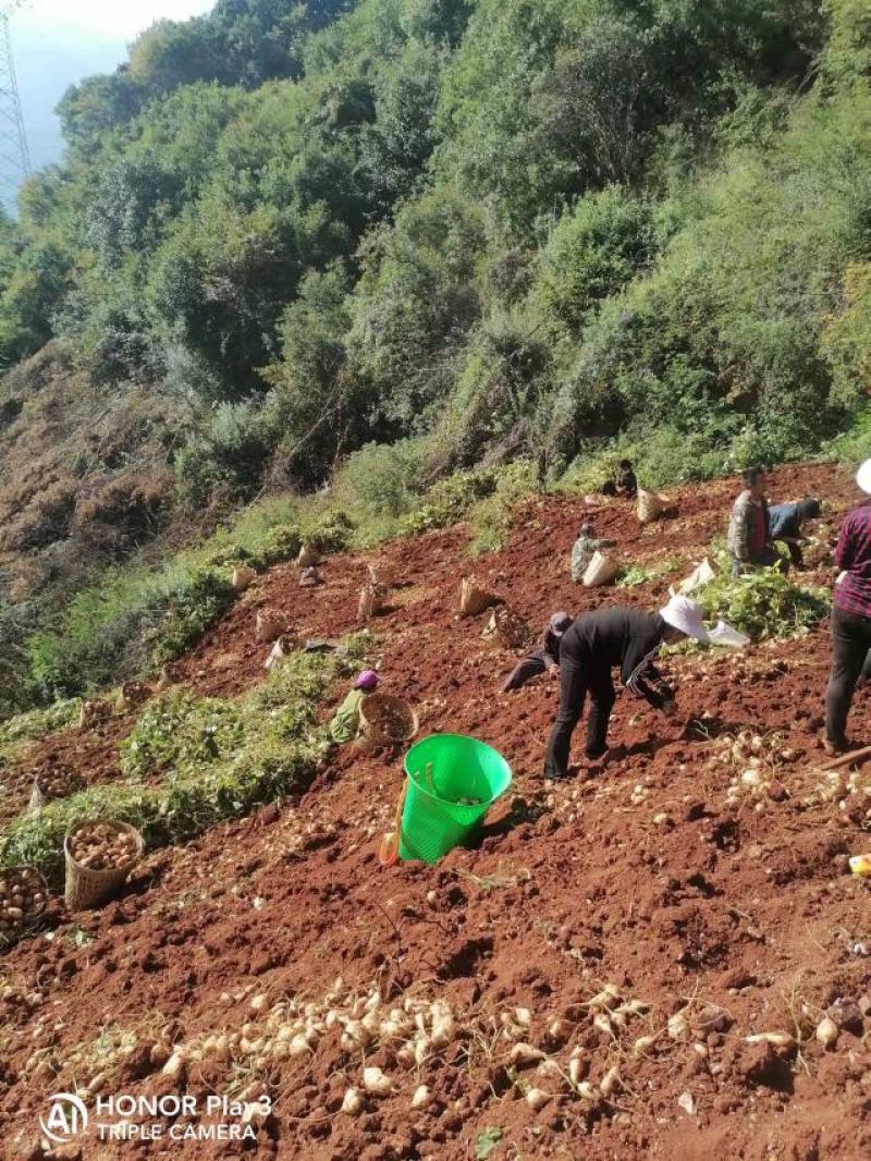里庄地瓜香脆可口，都是现挖的，保证脆脆的