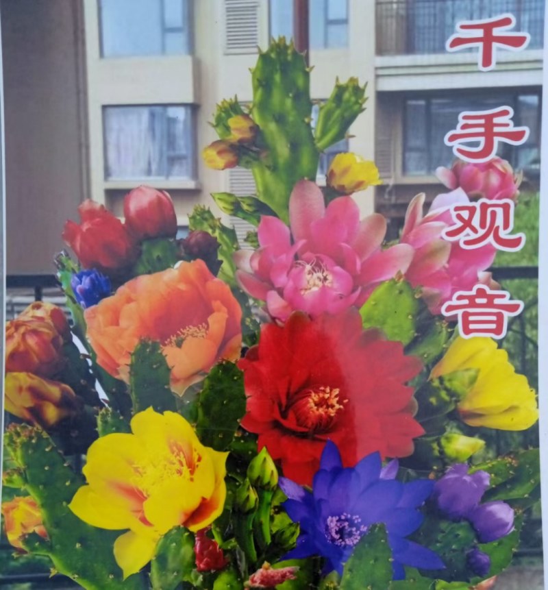 懒人千手观音多肉千佛手地摊货山东净化空气批发基地