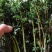 ，日笠山蝴蝶枫，青龙羽毛枫，红羽毛枫，黄金流泉