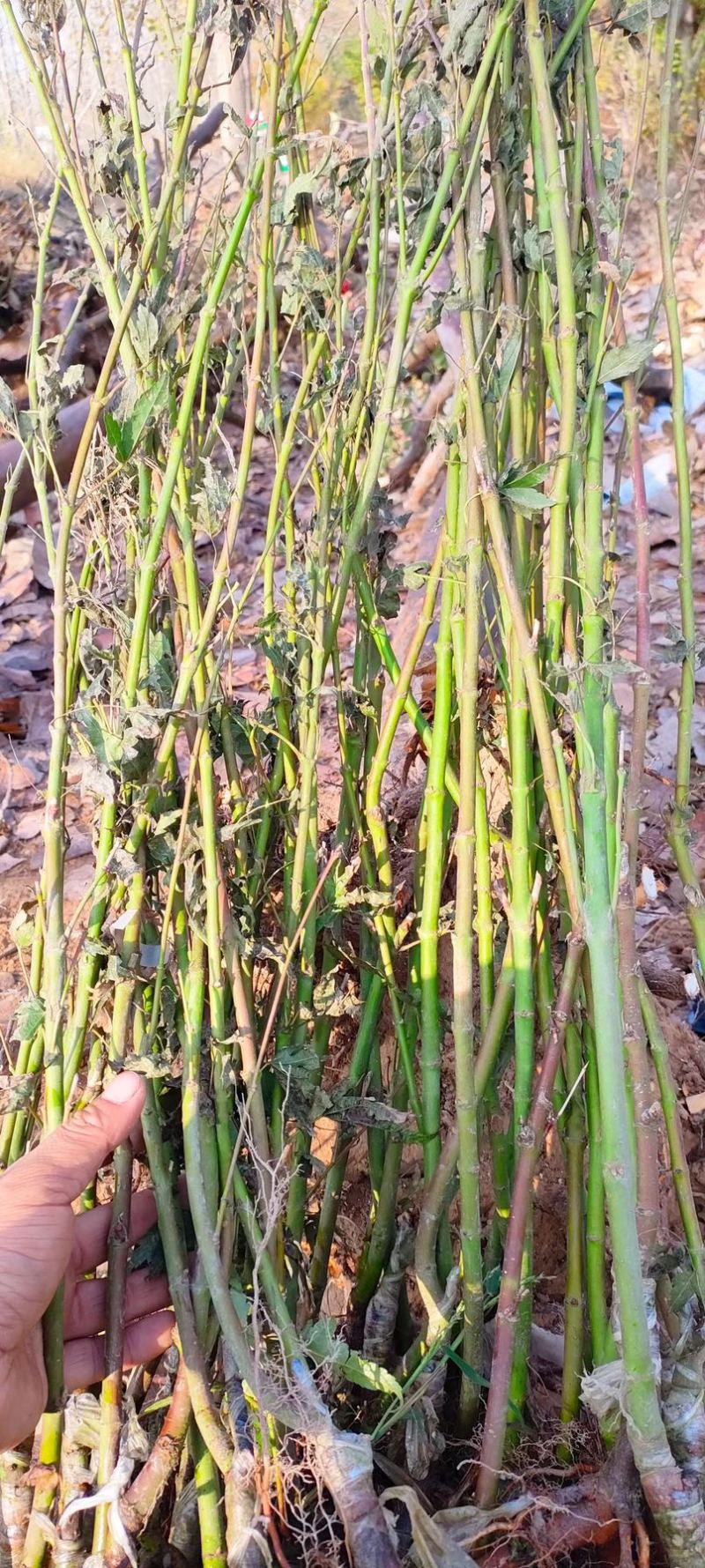 ，日笠山蝴蝶枫，青龙羽毛枫，红羽毛枫，黄金流泉