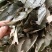 中草药淫羊藿，产地一手货源直供，量大从优各种规格可选