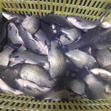 精品鲫鱼