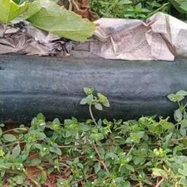 广西北海福成冬瓜（黑皮冬瓜、白皮冬瓜）