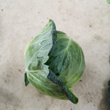 广西横州甘兰精品金包菜大量上市，产地直发，欢迎来电