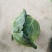 广西横州甘兰精品金包菜大量上市，产地直发，欢迎来电