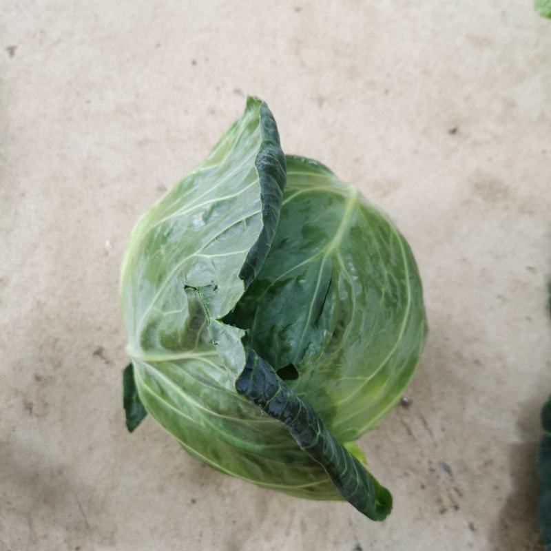 广西横州甘兰精品金包菜大量上市，产地直发，欢迎来电
