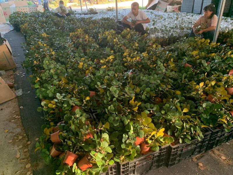 小盼菩提树盆栽植物室内花卉禅意摆件新中式办公室内桌面绿